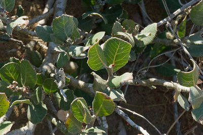 Lemonadeberry  (Rhus integrifolia)