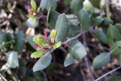 Lemonadeberry  (<em>Rhus integrifolia</e,>)