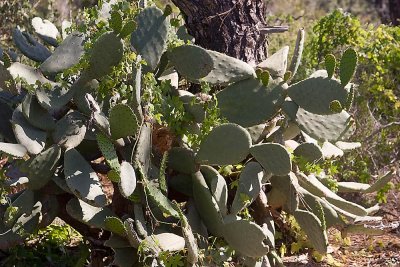 Indian Fig or Mission Prickly-Pear  (Opuntia ficus-indica)