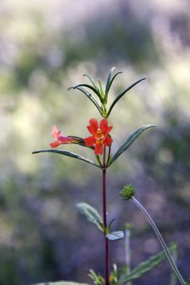 Scarlet Monkeyflower (<em>Erythranthe cardinalis</em>)