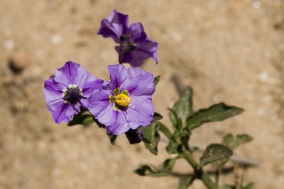 Parish Nightshade  (Solanum parishii)