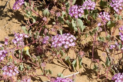 San Verbena (Abronia maritima)