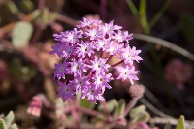 Sand Verbena  (Abronia maritima)