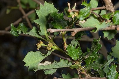 Scrub Oak  (Quercus berberidifolia)