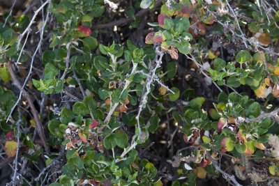 Bluff Buchwheat  (<em>Eriogonum parvifolium</em>)