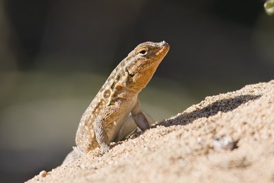 Common Side-blotch Lizard   (<em>Uta stansburiana</em>)