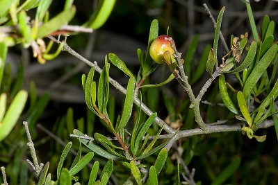 Spice-bush or Bush-rue (Cneoridium dumosum)