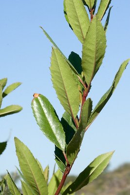 Toyon  (Heteromeles arbutifolia)
