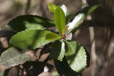 Toyon  (Heteromeles arbutifolia)