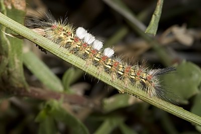 Western Tussuck Moth caterpillar (Orgyia cana)