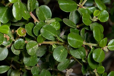 Warty-stem Ceanothus  (Ceanothus verrucosus)