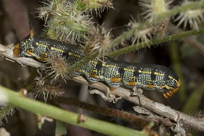 White-lined Sphnix Caterpillar  (Hyles lineata)