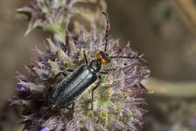 Red-eared Blister Beetle (Lytta auriculata)