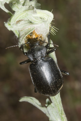 Common Black Calosoma Ground Beetle  (Calosoma semilaeve)