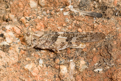Pallid-winged grasshopper (Trimerotropis pallidipennis)