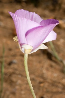 Splendid  Mariposa Lily (Calochortus splendens)