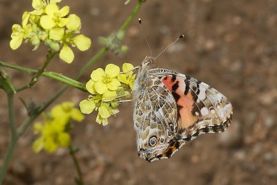 Painted Lady Butterfly  (Vanessa cardui)