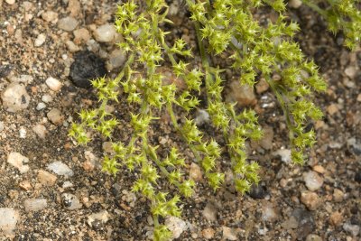 Prostrate Spineflower  (Chorizanthe procumbens)
