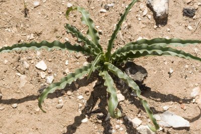 Soap Plant or Amole  (Chlorogalum parviflorum)