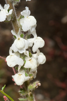 White Snapdragons (Antirrhinum coulterianum)