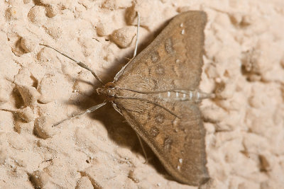 Brown Moth