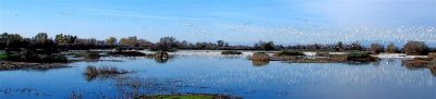 A panorama of geese