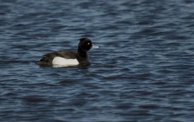 Tufted duck