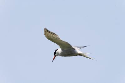 Arctic tern