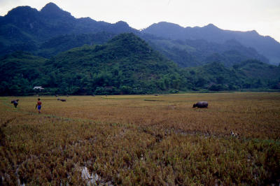 Rice field