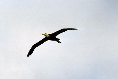 Galapagos Albatros in flight