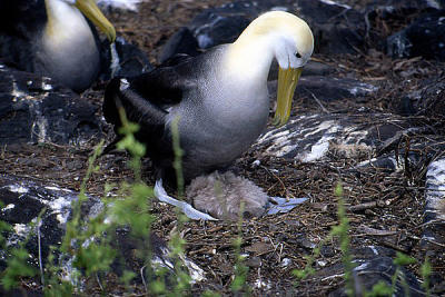 Albatros chick