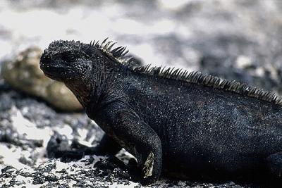 Galapagos reptiles
