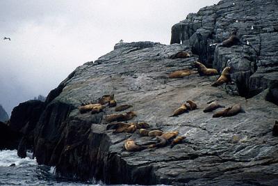 Seals at rest
