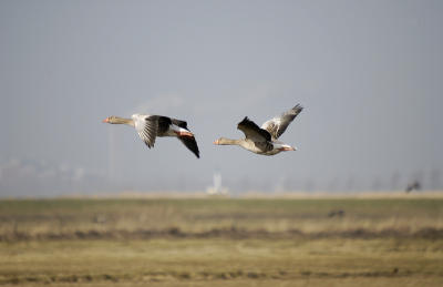 Greylag geese