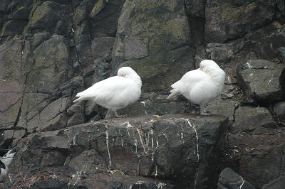 Snowy sheathbill