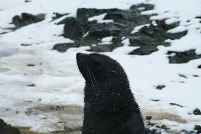 Fur seal