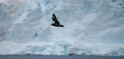 Skua