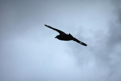 Skua