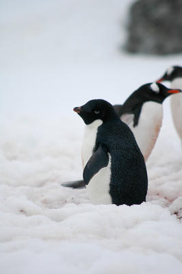 Adelie penguin