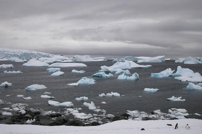 Iceberg garden