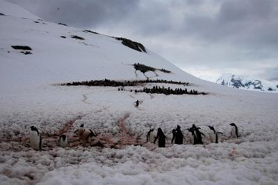 Penguin highways