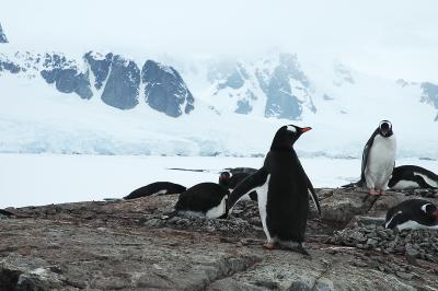 Gentoo and Adelie penguins