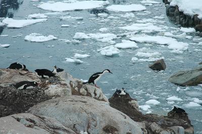 Bleu eyed shags nesting