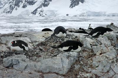 Adelie penguins nesting