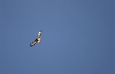 Common buzzard