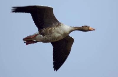 Graylag goose