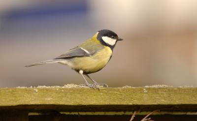 Great tit (Koolmees)