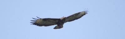 Common buzzard