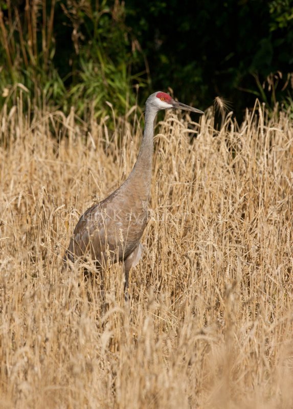 Sandhill Crane _I9I7951.jpg