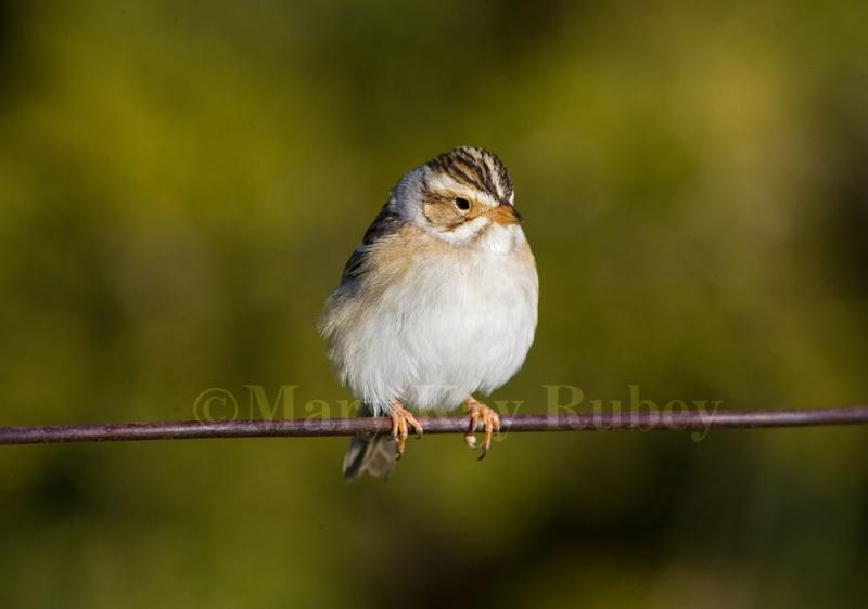 Clay-colored Sparrow (NE)  _S9S8804.jpg